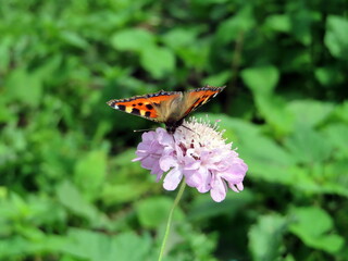 butterfly on flower in a garden