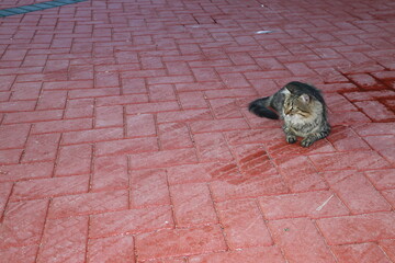 a cat lying on a red floor