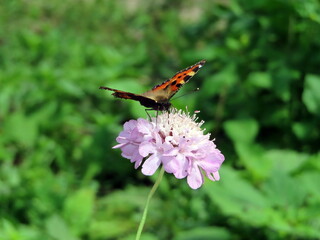butterfly on flower
