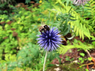 bee on thistle flower