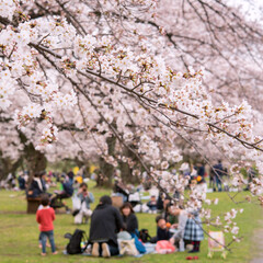 People having picnic under cherry blossom trees (Hanami) in Tokyo, Japan　東京の公園で花見をする人々 ファミリー
