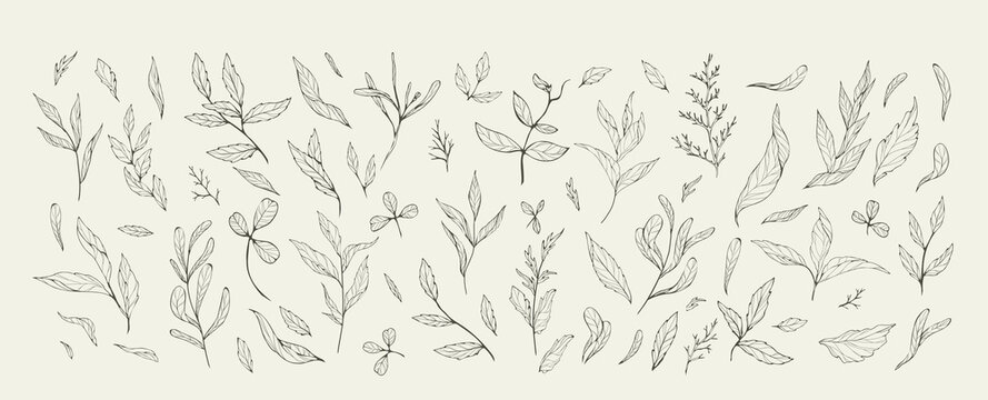 Floral branch and minimalist leaves for logo or tattoo. Hand drawn line wedding herb, elegant leaves for invitation save the date card. Botanical rustic trendy greenery