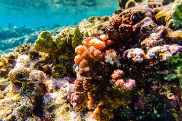Plakat Colonies of the corals (Pocillopora) at coral reef in Red sea