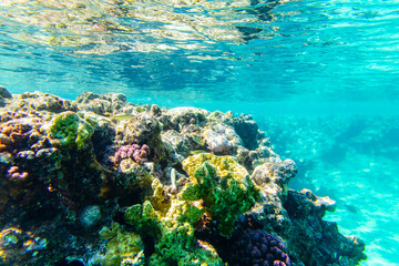 Colonies of the corals at coral reef in Red sea