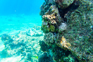 Fototapeta na wymiar Colonies of the corals at coral reef in Red sea