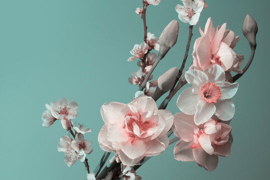pink daffodils and cherry flowers on a turquoise background, studio shot.