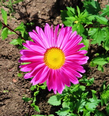 pink and yellow daisy flower