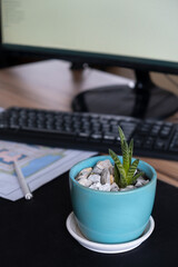 A small cactus in a pot on a background of a workplace with monitor and keyboard