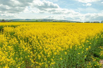 Obraz premium Canola yellows in the summertime.