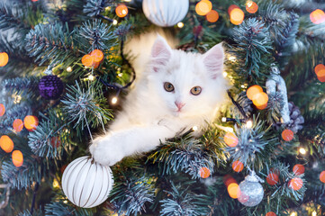 cute white kitten sits on a Christmas tree with Christmas decorations. High quality photo