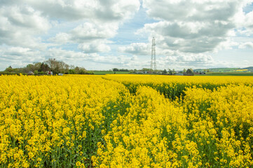 Canola yellows in the summertime.