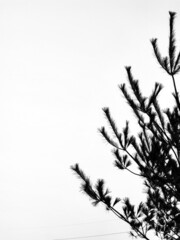 Obraz premium 흑백의 소나무