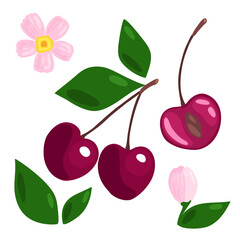 Vector set with cherries on a white background. Cute sweet cherry illustration with seeds, leaves and pink flowers.