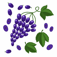 Vector set with grapes on a white background. Grape brush illustration with leaves.