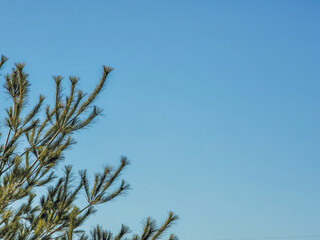 맑은 하루와 소나무