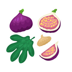 
Vector set with figs on a white background. Illustration of halved and whole fruit with seeds and leaves. Purple, red, green colors.