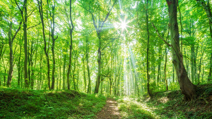 Footpath through natural bright sunny green forest in summer - obrazy, fototapety, plakaty