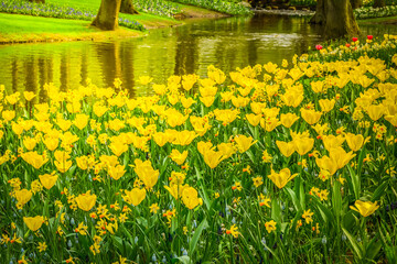 spring pond in park