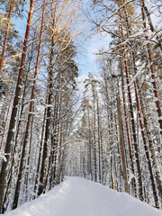 A forest road among tall snow-covered ship pines in the village on a clear, frosty winter day