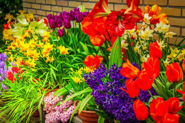 colorful flower shop