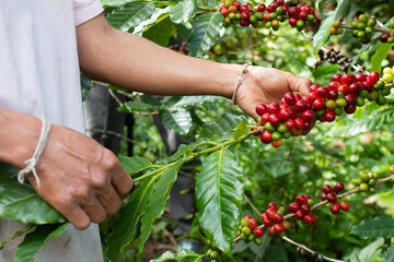 Women Hands harvesting cherry coffee bean ripe Red berry plant fresh seed coffee tree green eco organic farm. Close up hands harvest red ripe coffee seed robusta arabica berry harvesting cherry coffee