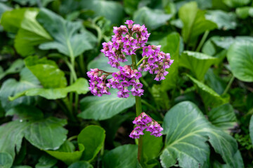 Close-up of badan Bergenia crassifolia blooming in a flower bed in May
