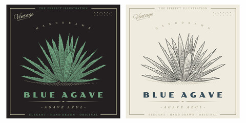 Blue Agave tequila plant sketch illustration