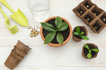 Plants in pots, seeds, tools on a white wooden background. Growing flowers in pots. Home hobby