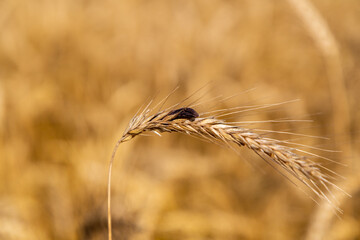 Rye with ergot fungus in the field