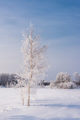 A lone birch covered with hoarfrost in a forest glade against a blue sky. Winter frosty landscape.