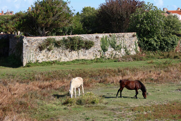 Obraz premium Île de Noirmoutier