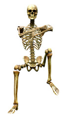 3D Rendering Human Skeleton on White