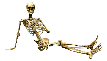 3D Rendering Human Skeleton on White
