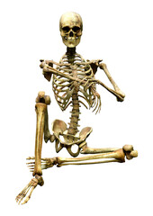 3D Rendering Human Skeleton on White