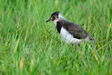Etwa drei Wochen alter Kiebitz (Vanellus vanellus).