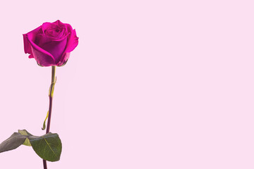 Background for text material with red rose.