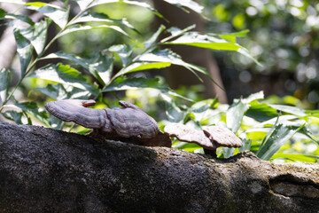 Lingzhi mushrooms on old trunk of a tree