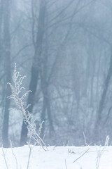 winter's tale
