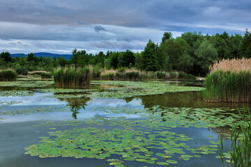 Obraz na płótnie Canvas Early evening summer landscape. Lake cove , cloudy day. Blue sky with dramatic clouds. . Water lily flowers in the foreground. Natural background, wallpaper. Dubnica, Slovakia.