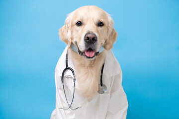 A dog in a white coat with a stethoscope sitting on a blue background. Golden Retriever in the...