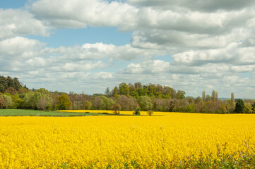 Canola yellows in the summertime.