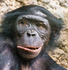 Chimpanzee portrait.