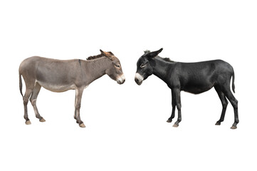 Obraz na płótnie Canvas gray donkey and black donkey isolated on white background