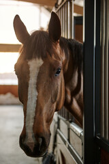 Portrait of a horse in the stable