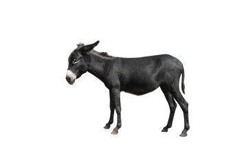 Obraz na płótnie Canvas Black Donkey isolated on white background