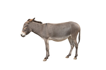 Obraz na płótnie Canvas Donkey isolated on white background