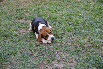 The beagle is a dog breed native to the United Kingdom. They belong to the group of hounds. have...