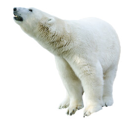 Naklejka na ściany i meble Arctic polar bear, Ursus maritimus