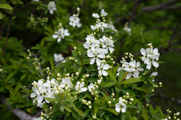 Pearlbush 'The Bride' Exochorda x macrantha in park the so-called pearl white flowers on a green background