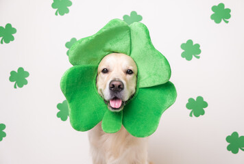 A dog in a leprechaun hat sits on a white background with green clovers. Golden Retriever on St....